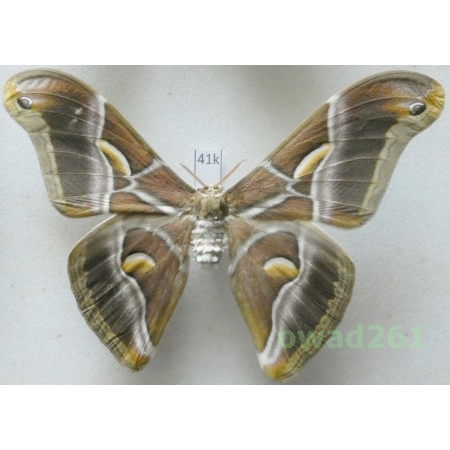 Samia cynthia (Drury, 1773) male ex. ovo China 107mm41k